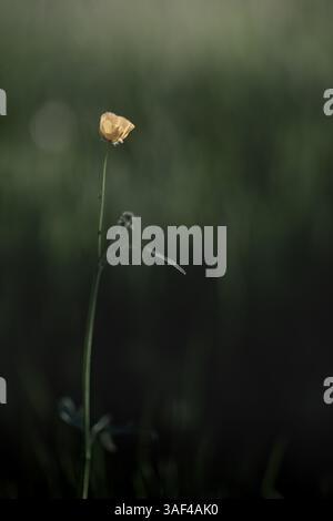 Primo piano di papavero giallo che cresce sul campo Foto Stock