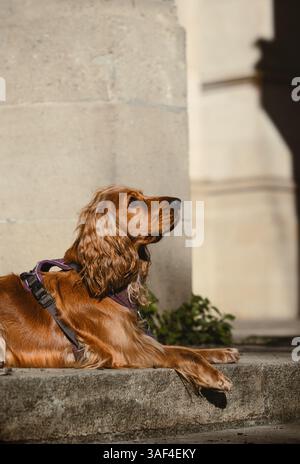 Un Cocker Spaniel dorato con lunghe orecchie giace su un gradino di pietra all'aperto, guardando di lato. Ritratto PET, ambientazione urbana Foto Stock