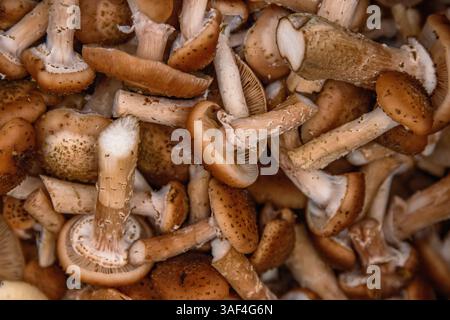 Lo sfondo di funghi crudi è preparato per la cottura. L'Armillaria mellea, fungo del miele, è un fungo basidiomicete commestibile. Fungo, stumpie, pip Foto Stock