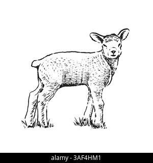 Illustrazione disegnata a mano dell'agnello Illustrazione Vettoriale