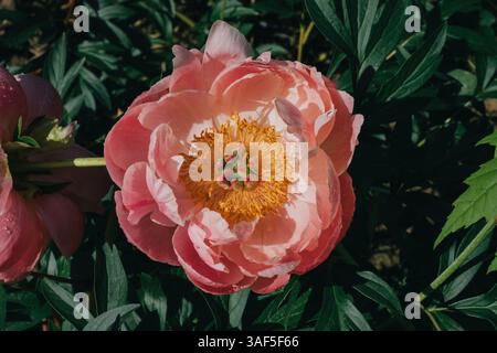 Peonie in fiore. Foto Stock