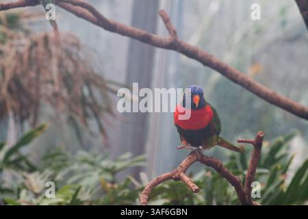 Un orikeet colorato appollaiato su un ramo in un ambiente nebbioso, circondato da lussureggianti foglie verdi. L'uccello presenta una testa blu vibrante, un petto rosso, un Foto Stock