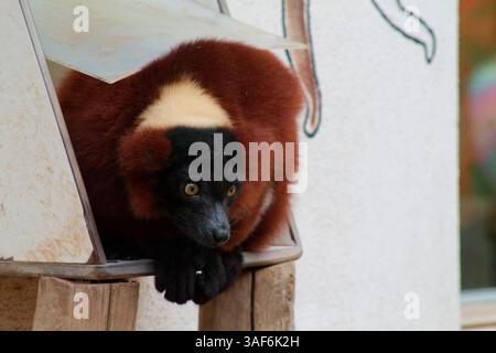 Un primo piano di un lembo marrone e nero poggiato in un recinto di legno. I suoi grandi occhi e il caratteristico motivo di pelliccia sono prominenti, mostrando la sua Foto Stock