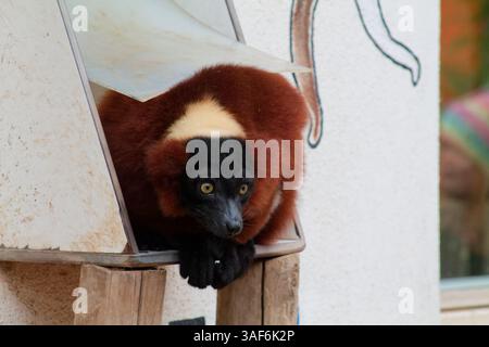 Un lembo marrone e nero poggiato su una struttura in legno, con un'espressione curiosa. Lo sfondo presenta un muro bianco con un disegno, aggiungendo un playfu Foto Stock