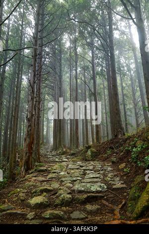 Sentiero in pietra, sentiero escursionistico, nella pineta al mattino nebbioso Foto Stock