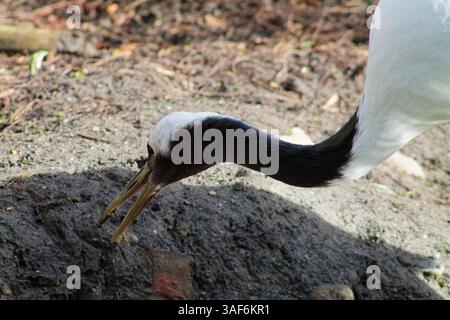 Un primo piano di un uccello gru con un lungo collo e un caratteristico piumaggio bianco e nero, che picchia a terra. Lo sfondo è sfocato, concentrandosi su Foto Stock