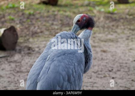 Primo piano di una gru grigia con una caratteristica testa rossa e bianca. L'uccello sta preparando le sue piume, mostrando il suo elegante collo e piumaggio. La parte posteriore Foto Stock