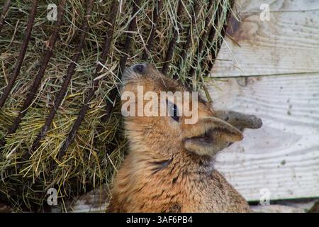 Primo piano di un coniglio che si nutre di fieno, con la sua consistenza della pelliccia e l'espressione attenta. Lo sfondo presenta tavole di legno, aggiungendo una tassa rustica Foto Stock