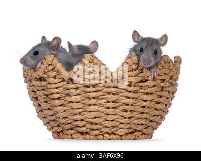 Piccoli topi carini, seduti in un cestino a forma di uovo. Sbirciare sul bordo. Isolato su sfondo bianco. Foto Stock