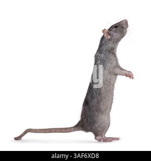 Un ratto abbastanza maturo, in piedi lateralmente sulle zampe posteriori. Guardando in alto. isolato su sfondo bianco. Foto Stock