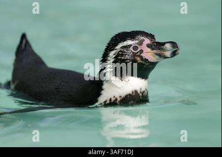Pinguino di Humboldt (Spheniscus humboldti) | Humboldt-Pinguin (Spheniscus humboldti) Foto Stock