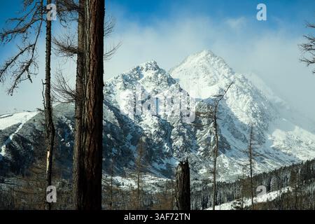 La fotografia cattura un paesaggio invernale con vette innevate che si innalzano maestosamente sopra gli alberi scuri della foresta. Foto Stock
