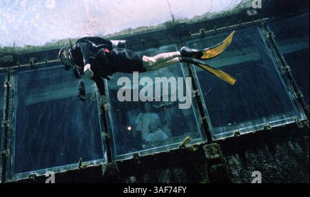 SP.90237.- - CONSEGNA A:.OUTDOORS.- -.8/17/1999.- -. Weeki Wachee, Flag... INFORMAZIONI DIDASCALIA:. Le immersioni subacquee saranno presto aperte al pubblico a Weeki Wachee Springs, nell'area primaverile, dove l'attrazione mostra il suo spettacolo di sirene. Le foto sono state scattate martedì 8/17/99 alle sorgenti.***nella foto, nuotare davanti alla finestra dove il pubblico può guardare la sorgente principale è uno dei subacquei in primavera quella mattina. (Immagine di credito: St Petersburg Times/ZUMAPRESS.com) Foto Stock