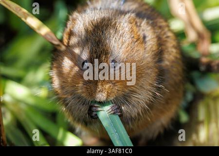 Water vole su un corso d'acqua locale nel Galles meridionale Foto Stock