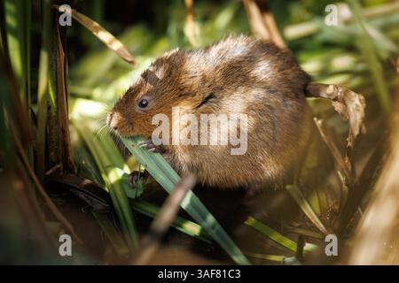 Water vole su un corso d'acqua locale nel Galles meridionale Foto Stock