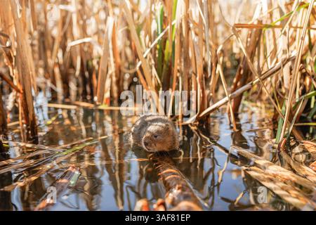 Water vole su un corso d'acqua locale nel Galles meridionale Foto Stock