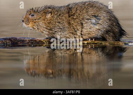 Water vole su un corso d'acqua locale nel Galles meridionale Foto Stock