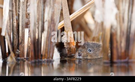 Water vole su un corso d'acqua locale nel Galles meridionale Foto Stock