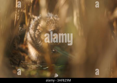 Water vole su un corso d'acqua locale nel Galles meridionale Foto Stock