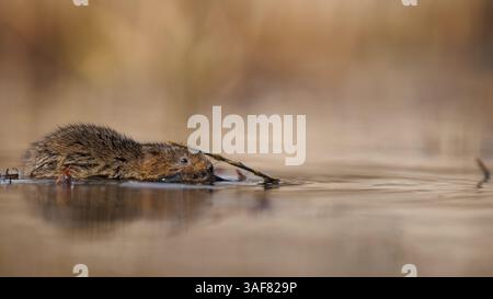 Water vole su un corso d'acqua locale nel Galles meridionale Foto Stock