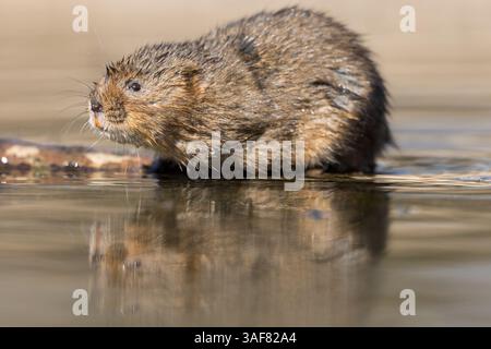 Water vole su un corso d'acqua locale nel Galles meridionale Foto Stock