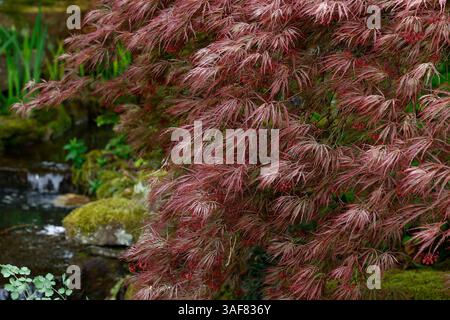Primo piano delle foglie di primavera viola dell'ornamentale giapponese acer palmatum dissectum atropurpureum. Foto Stock