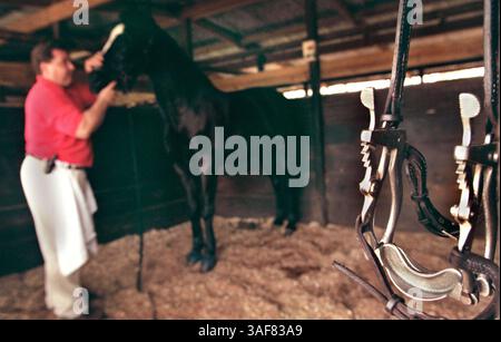 Apriscatoio Equino Dentale Per Cavallo – Speculum Orale Con Cinghie In Pelle – Nuovo Con Etichette