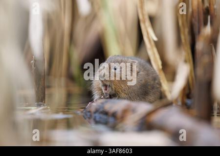 Water vole su un corso d'acqua locale nel Galles meridionale Foto Stock