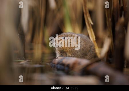 Water vole su un corso d'acqua locale nel Galles meridionale Foto Stock