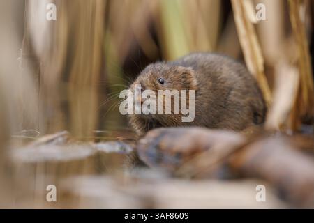 Water vole su un corso d'acqua locale nel Galles meridionale Foto Stock