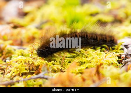 Macrothylacia rubi, il bruco della falena volpe che strizza nel muschio in autunno. Foto Stock