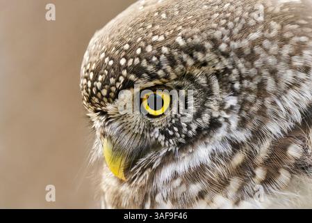 Primo piano del gufo pigmeo eurasiatico (Glaucidium passerinum) in cerca di cibo. Foto Stock