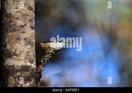 Nuthatch eurasiatico o nuthatch in legno (Sitta europaea) seduto su un ramo. Foto Stock
