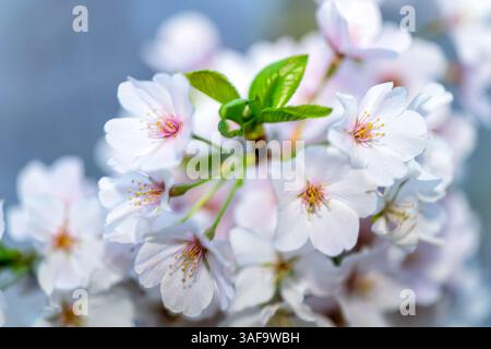 WASHINGTON DC - Una vista dettagliata mostra i fiori su un ciliegio Yoshino (Prunus x yedoensis) vicino al bacino delle Tidal. Questi alberi fioriti, originariamente un regalo dal Giappone nel 1912, producono fiori dal rosa pallido al bianco e sono al centro dell'annuale Festival nazionale della fioritura dei ciliegi. Foto Stock