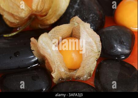 Cape Gooseberry, Goldenberry o ciliegio peruviano (Physalis peruviana), frutti | Kapstachelbeere oder Andenbeere (Physalis peruviana), Früchte Foto Stock