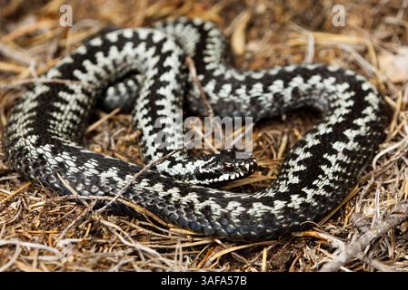 Comune europeo adder o comune europeo vipera (Vipera berus) maschio primo piano. Foto Stock