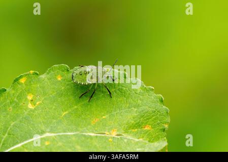 Cimice dello scudo verde (Palomena prasina) su una foglia. Foto Stock