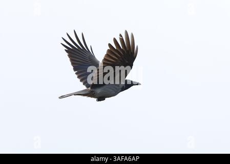 Corvo con cappuccio (Corvus cornix) che vola sul cielo. Foto Stock