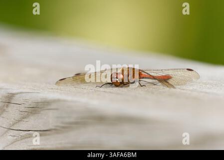 darter vagante (Sympetrum vulgatum) appoggiato su una tavola. Foto Stock