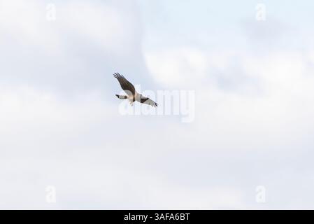 Hen Harrier (Circus cyaneus) femmina che vola su un cielo nuvoloso. Foto Stock