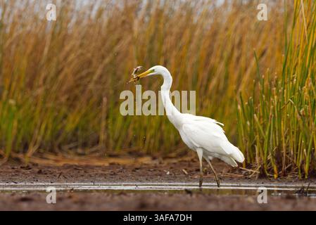 Grande egret (Ardea alba) con un piccolo luccio settentrionale nella sua vetta. Foto Stock