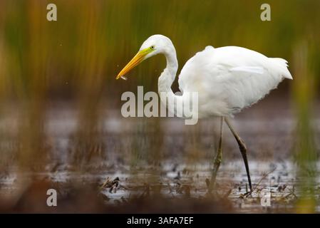 Grande egret (Ardea alba) con piccoli pesci nella sua vetta. Foto Stock