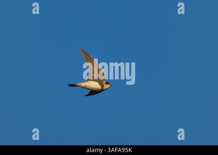 Sand martin (Riparia riparia) che vola nel cielo blu. Foto Stock