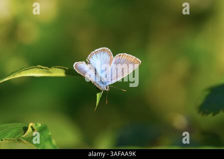 Farfalla blu comune o blu comune europeo (Polyommatus icarus) su una foglia. Foto Stock
