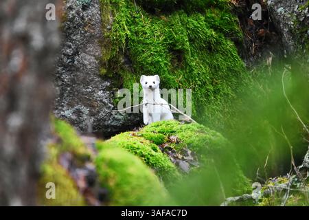 Stoat o la donnola a coda corta (Mustela erminea) in pelliccia invernale nella foresta di muschi verdi in primavera. Foto Stock