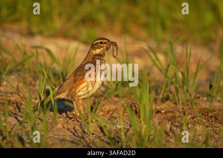 Redwing (Turdus iliacus) a terra con becco pieno di vermi all'alba. Foto Stock