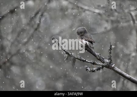 Gufo pigmeo eurasiatico (Glaucidium passerinum) nella foresta in forte nevicata. Foto Stock