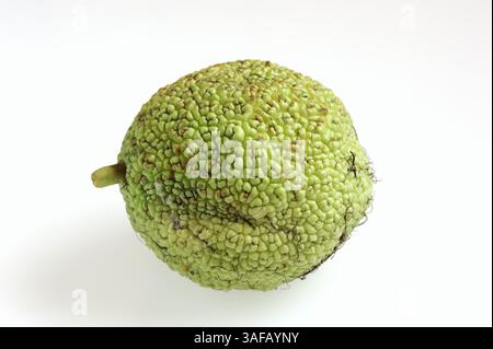 Arancia di Osage (Maclura pomifera), frutta su fondo bianco | Milchorangenbaum oder Osagedorn (Maclura pomifera), Frucht auf weißem Hintergrund Foto Stock