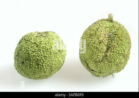 Arancia di Osage (Maclura pomifera), frutta su sfondo bianco | Milchorangenbaum oder Osagedorn (Maclura pomifera), Früchte auf weißem Hintergrund Foto Stock