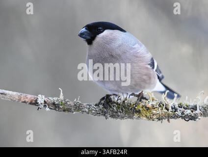 Bullfinch eurasiatico (Pyrrhula pyrrhula) femmina seduta su un ramo Foto Stock